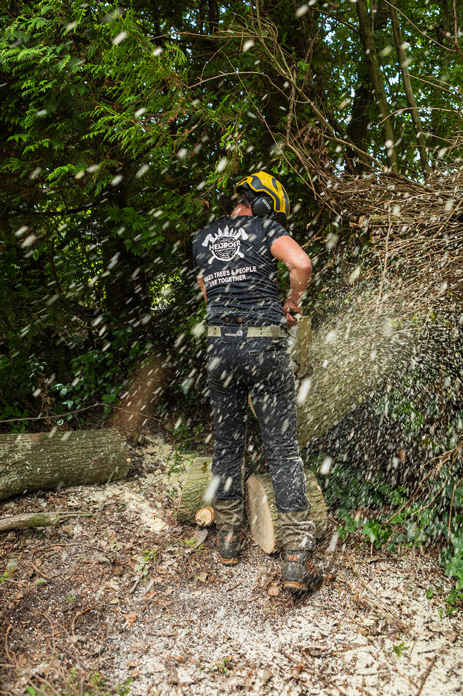 bomen laten verwijderen