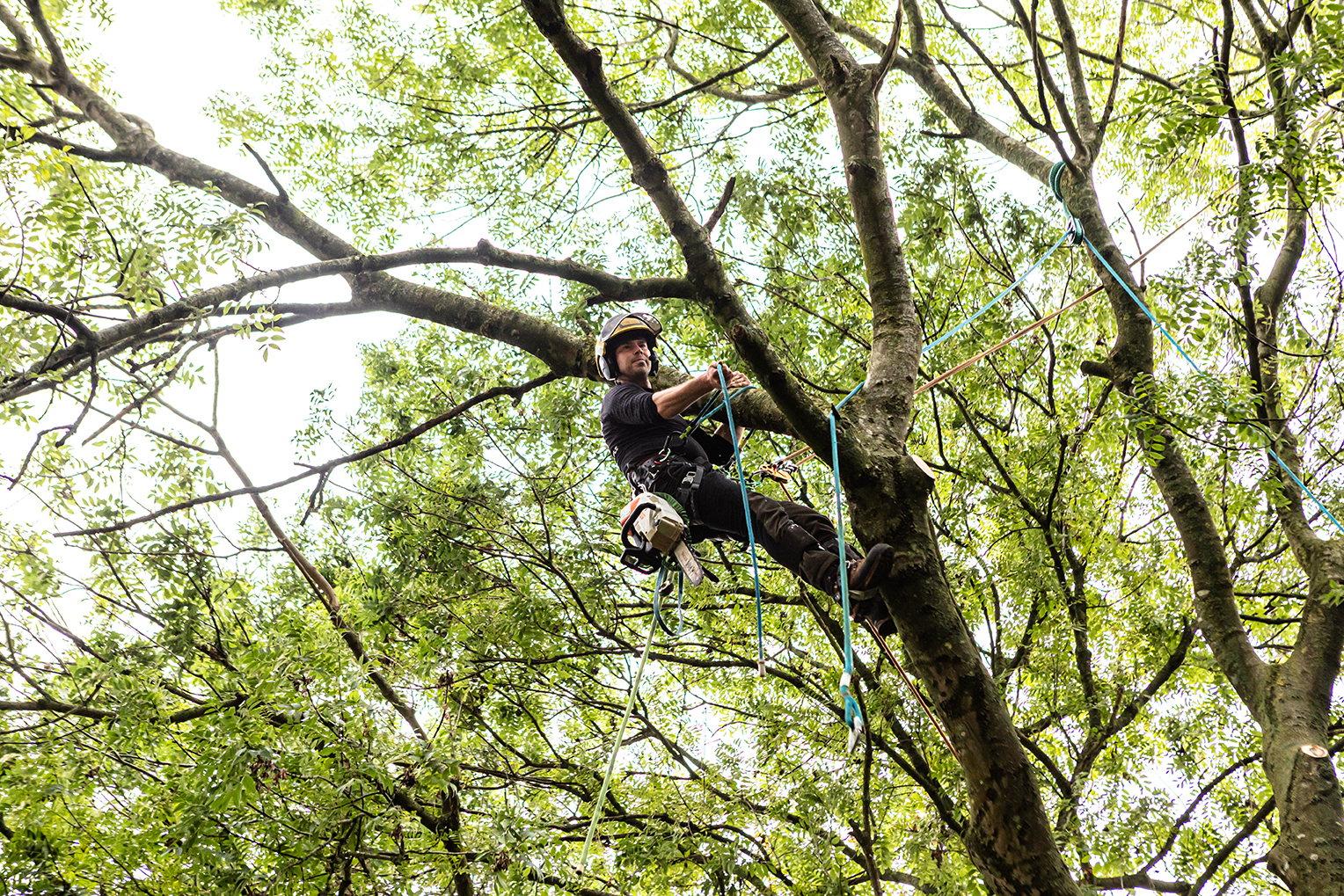 Bomen rooien in Zeeland