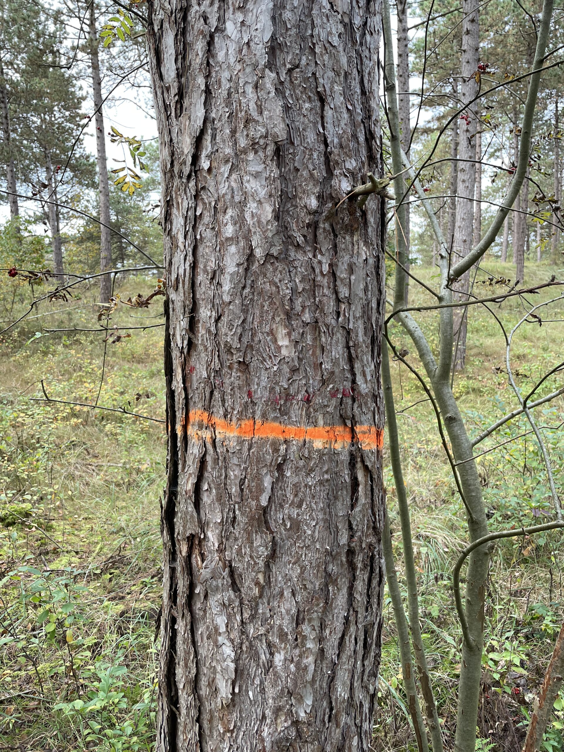 bomen blessen betekent dat er bomen gemarkeerd worden met kleuren om ze te rooien